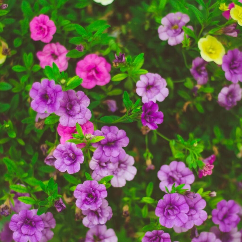 Macro Photo of Purple Flowers