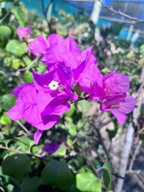 Bouganavillia flower close up