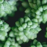 Burro’s tail close up