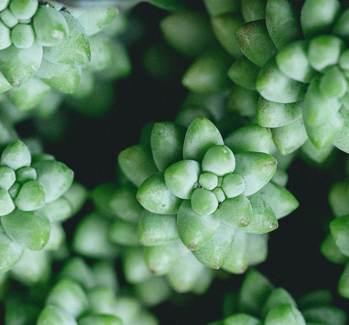 Burro’s tail close up