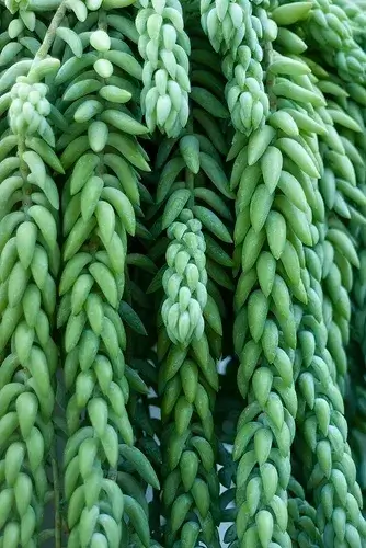 burro's tail