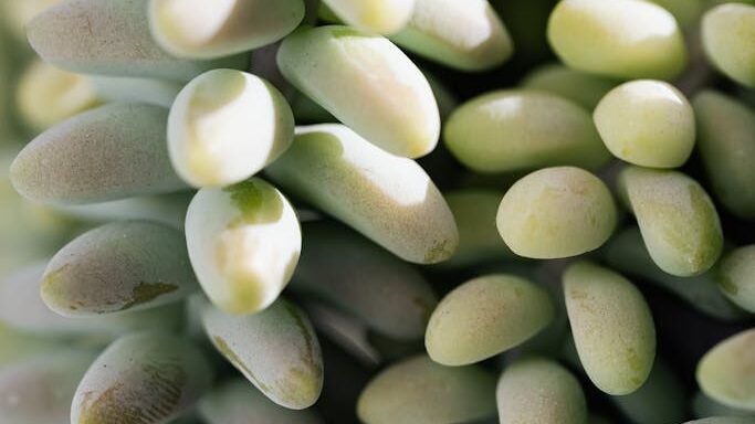 Closeup of green background of sedum morganianum or Burro's Tail growing at home as potted plant