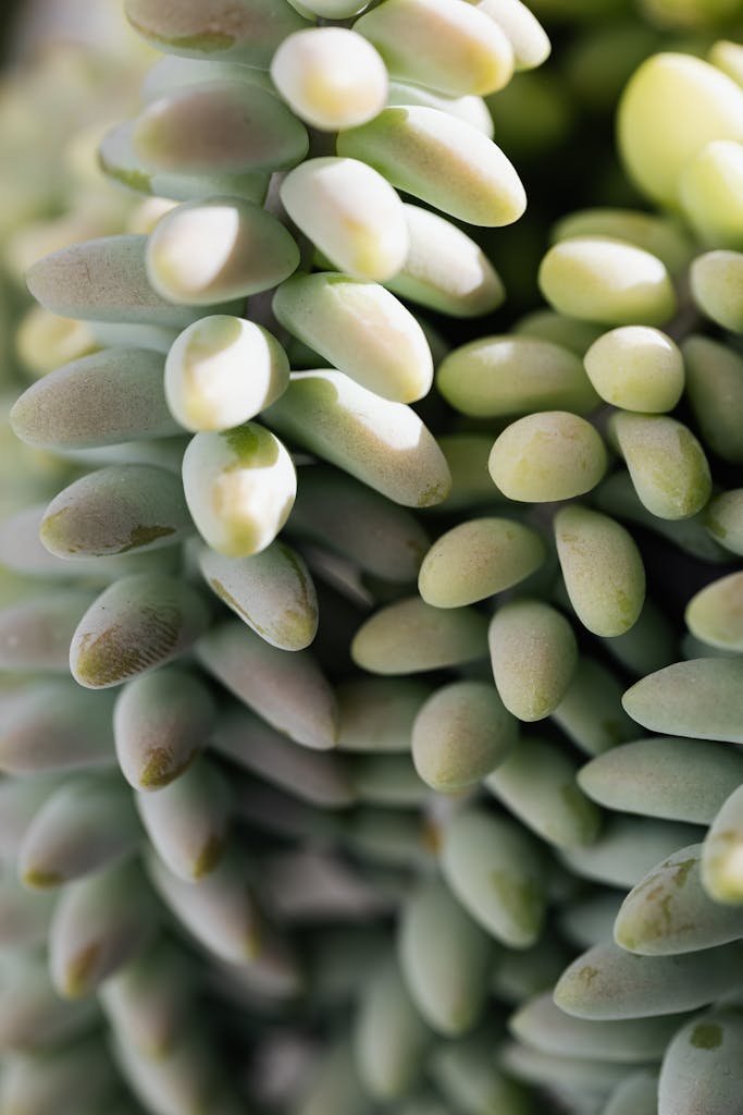 Closeup of green background of sedum morganianum growing at home as potted plant