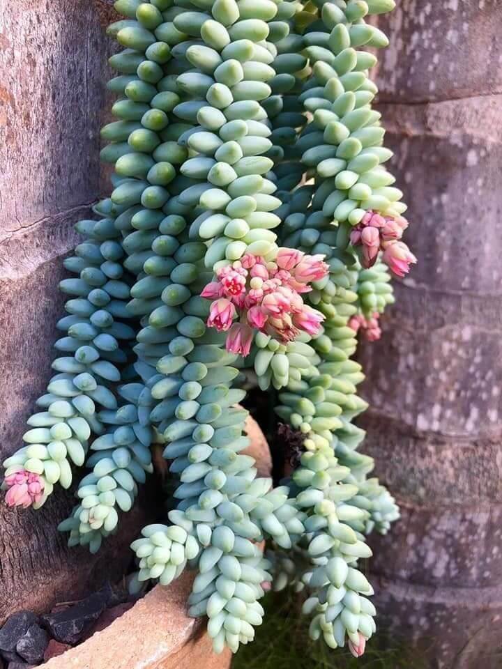 Burro's tail flowering