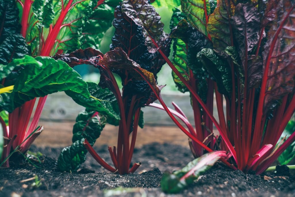 colorful spinach plants