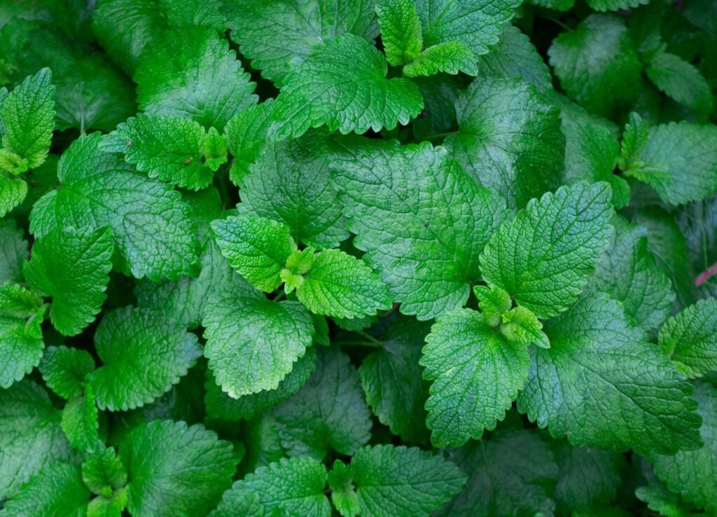 Mint plant