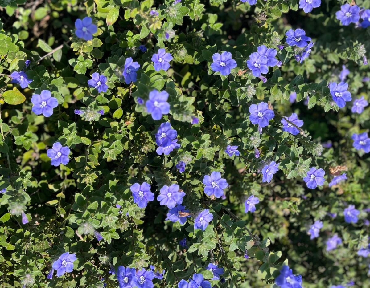 Evolvulus 'Blue My Mind' Guide: Everything You Need to Know 1 Evolvulus Blue my mind flowers