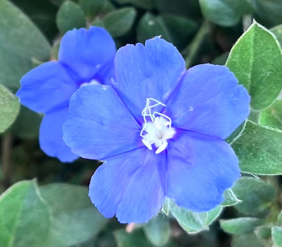 Blue My Mind Flower up close