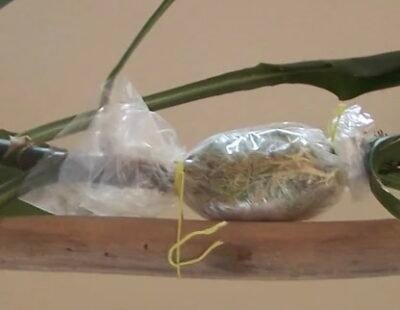 Air layering wrapping Propogation