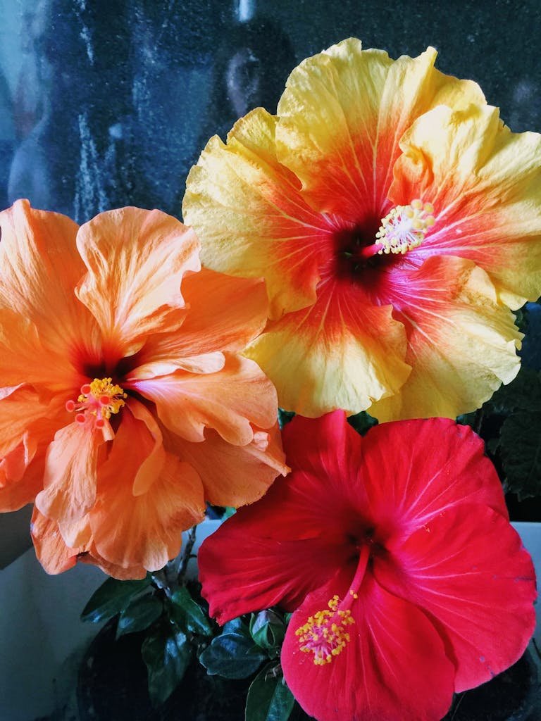 Yellow and Red Hibiscus Flower on Plant Box