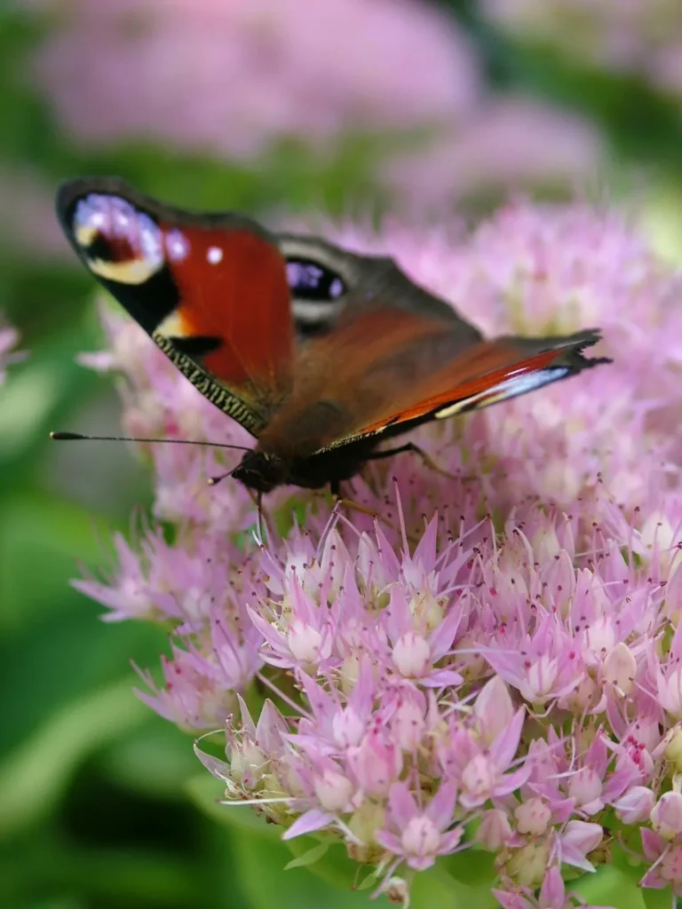 BUTTERFLY FLOWER