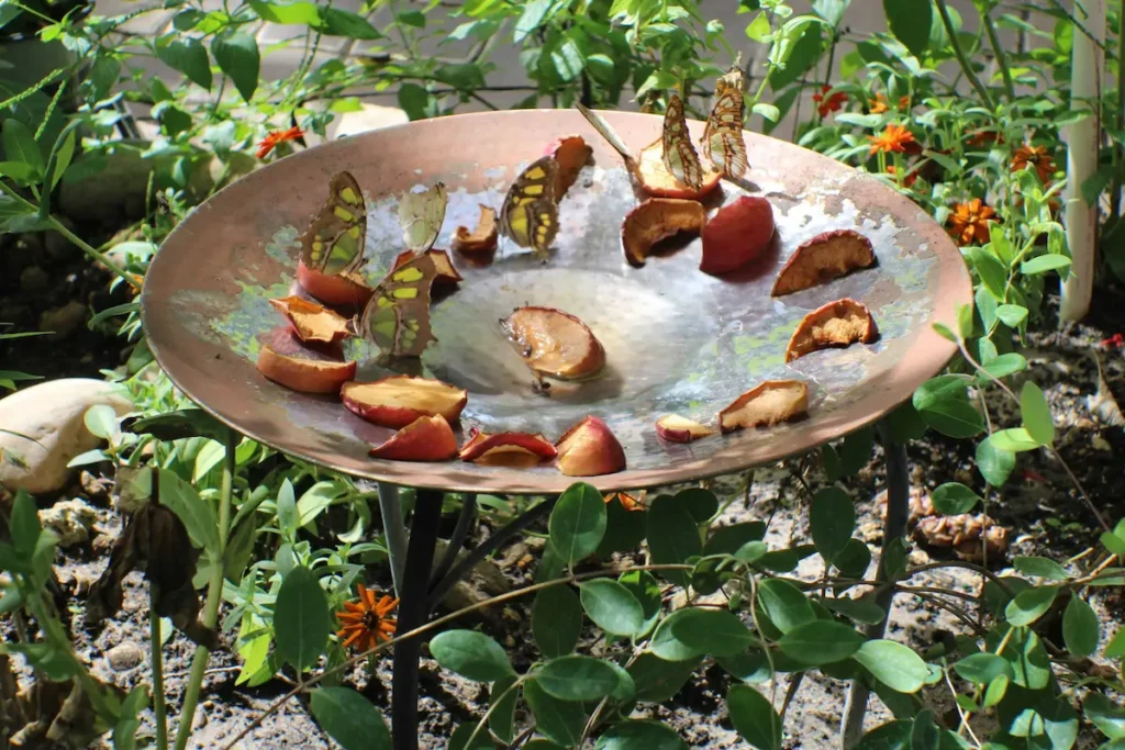 a bird bath with fruit slices and butterflies