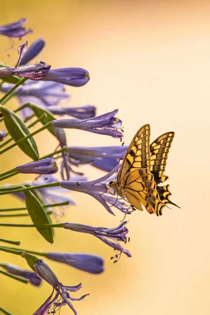 flower butterfly