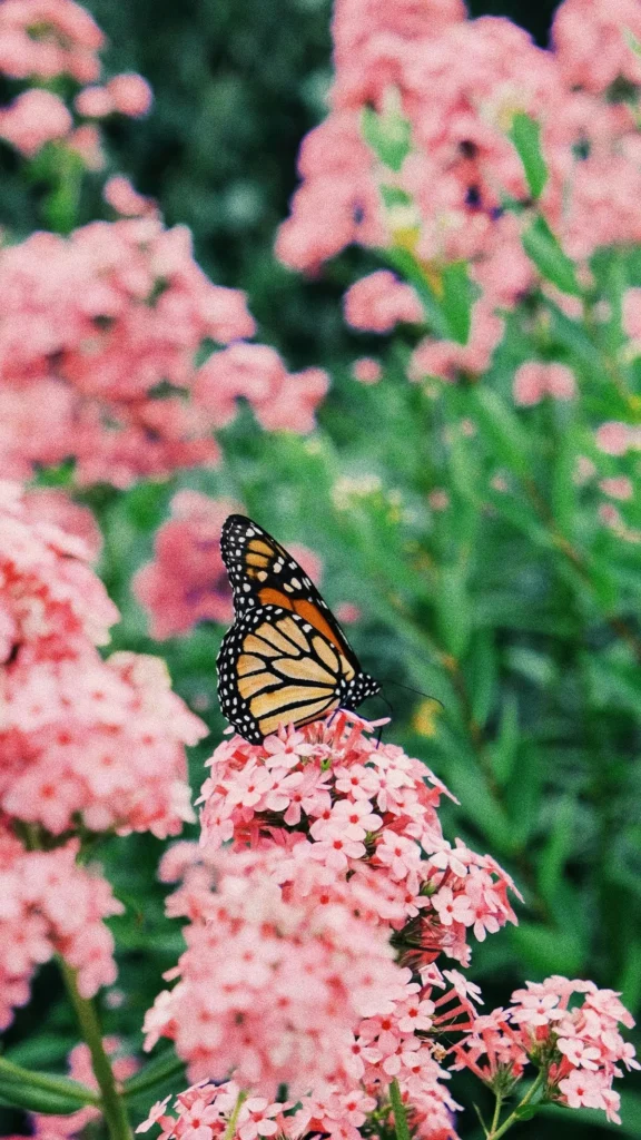 flower butterfly