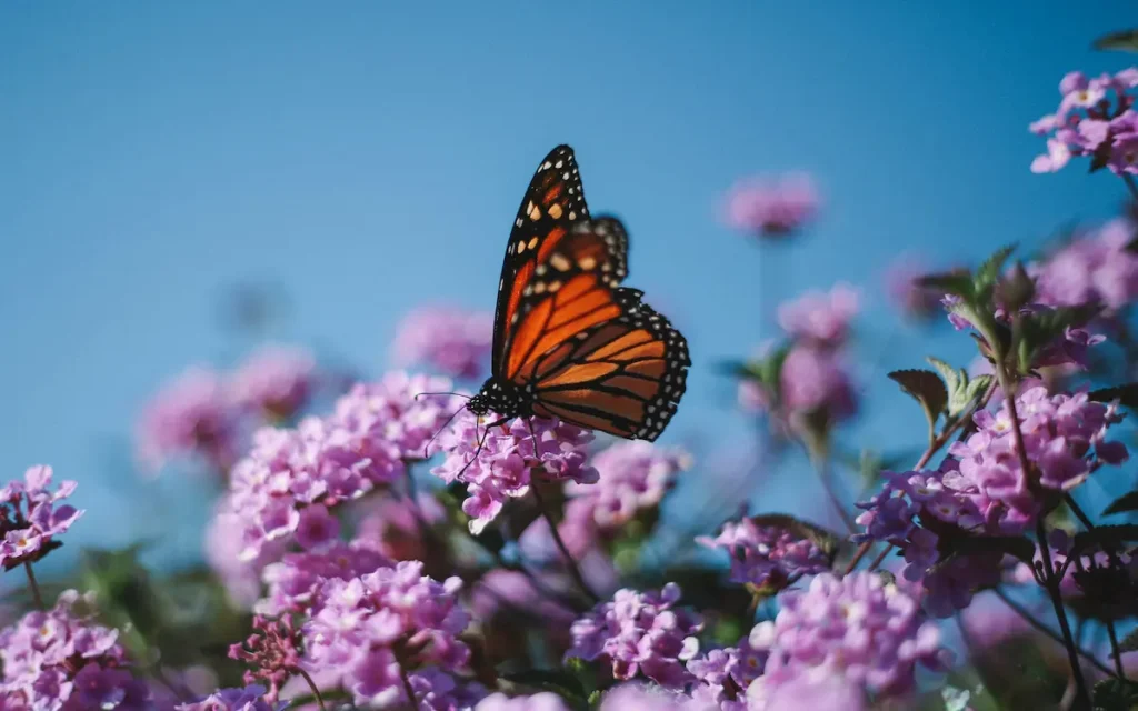 butterfly garden