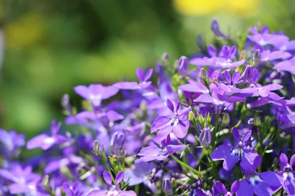 hanging baskets Lobelia