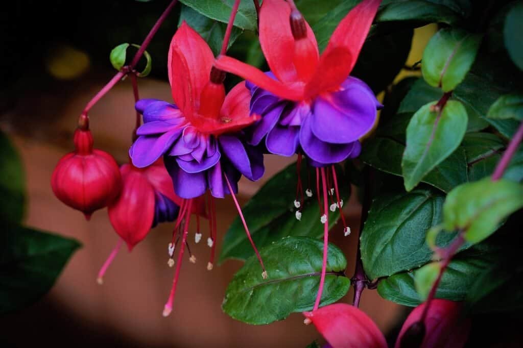 hanging baskets fuchsia