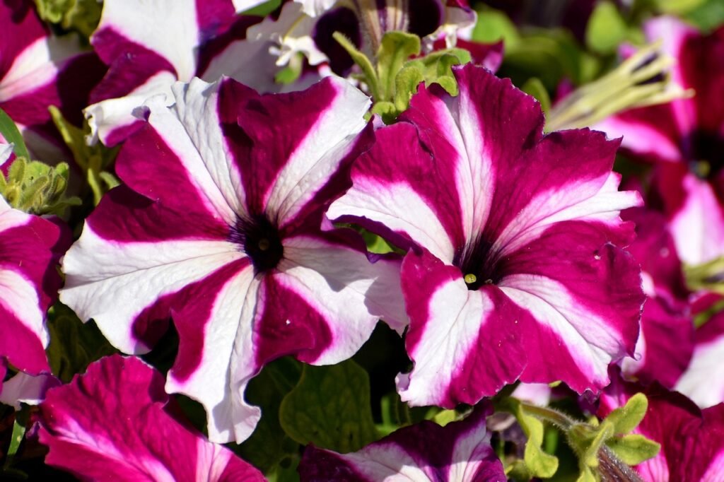 hanging baskets petunia