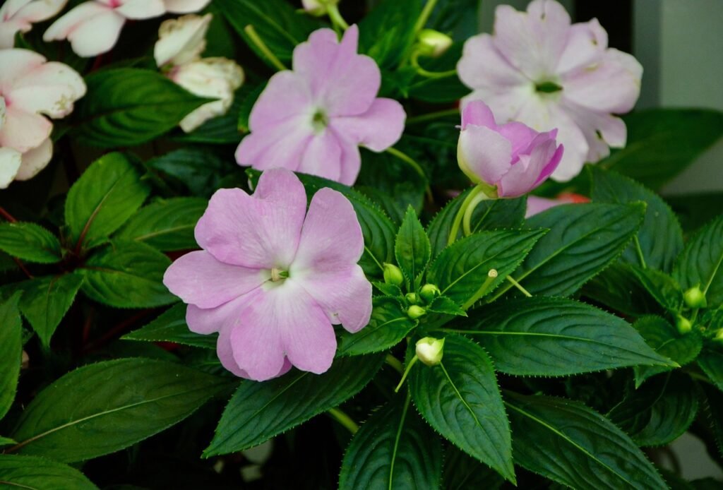 hanging baskets Impatiens