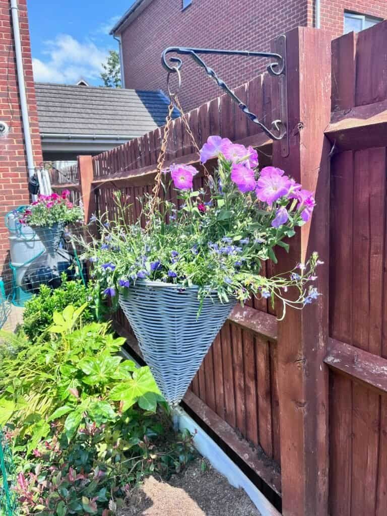 hanging baskets flowers