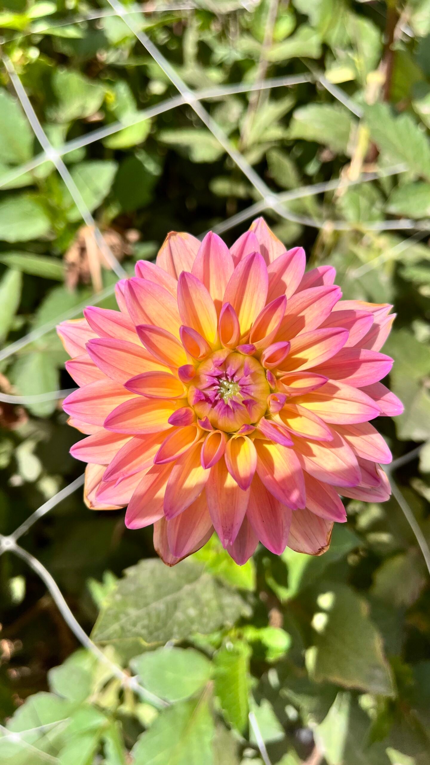 Zinnia companion planting