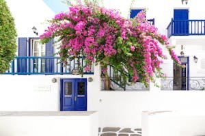 Bougainvillea ideal air layering
