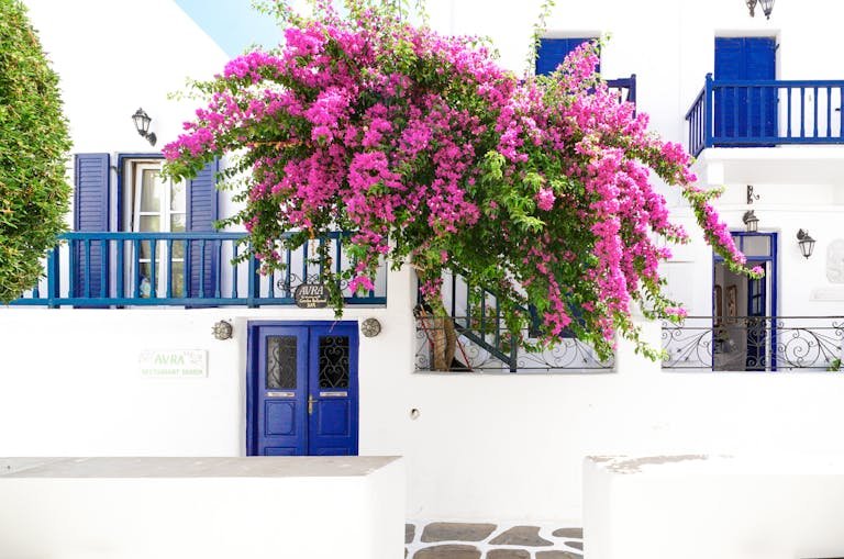 Bougainvillea ideal air layering