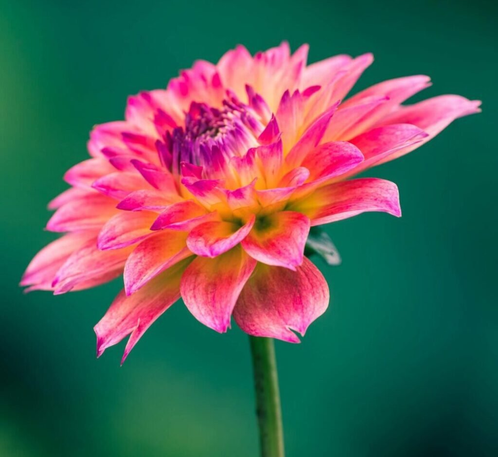 Bright dahlias flower growing in nature pinching