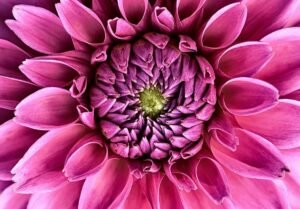 Flower pinching