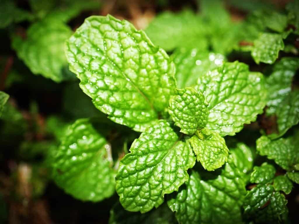 Green Mint Photo