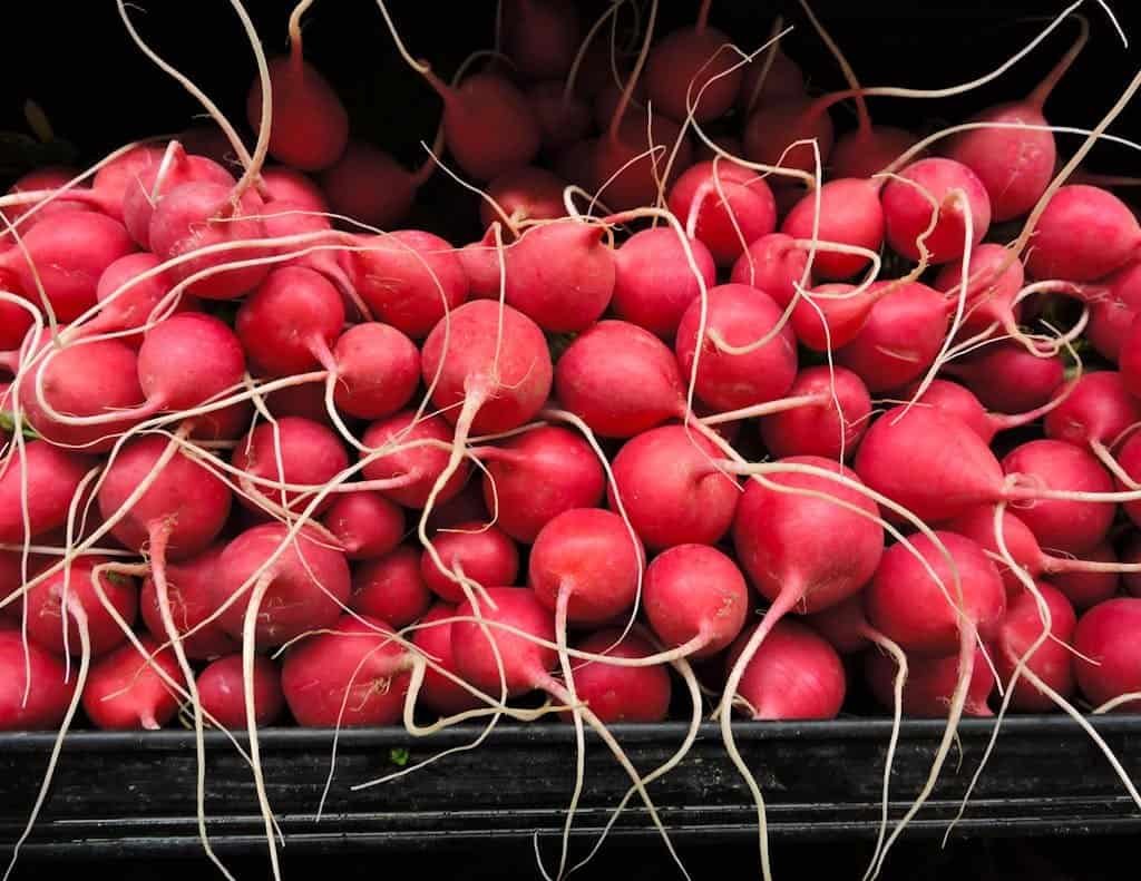 Lots of Red Radishes for companion planting