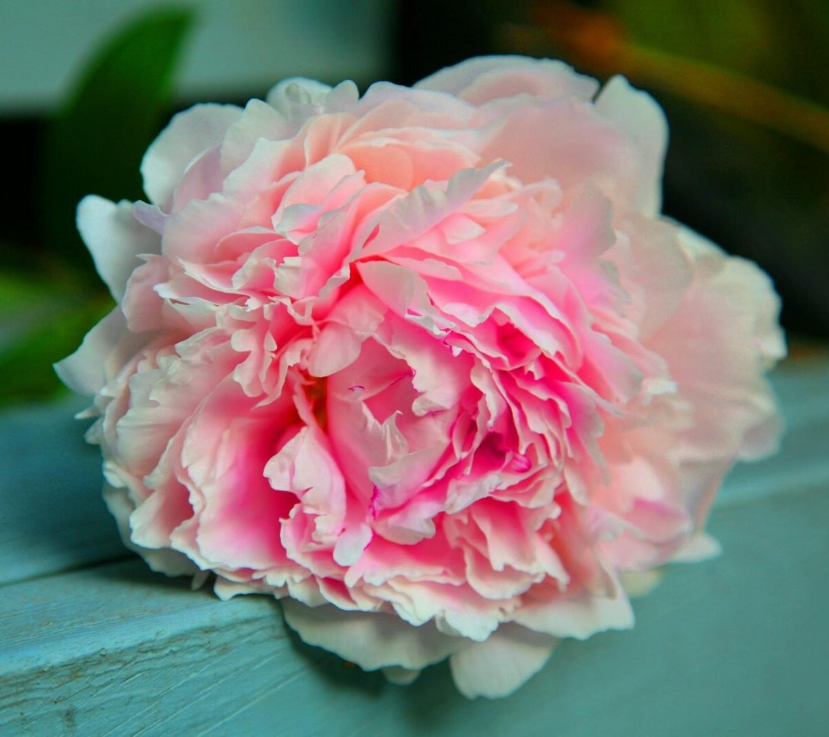 Pink-Peony-plants-to-deadhead