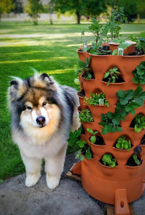 garden tower and dog