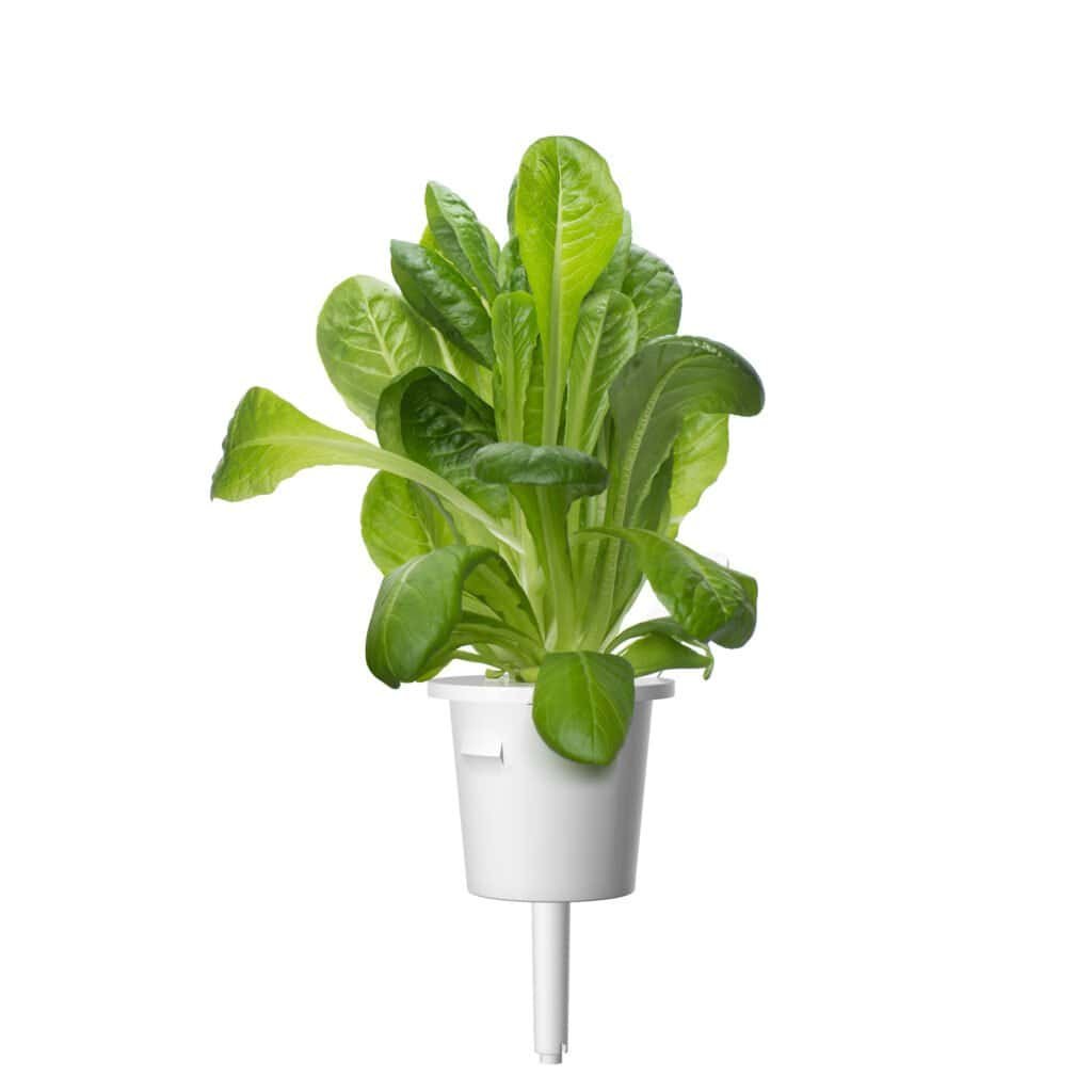 Romaine Lettuce Capsule Large