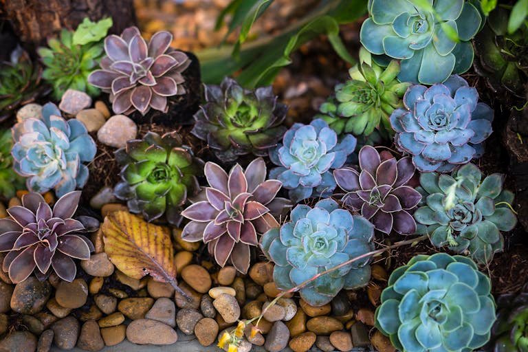 Echeveria Guide: Everything You Need to Know 4 echeveria
plant guide
A colorful collection of succulents among stones in an outdoor garden.