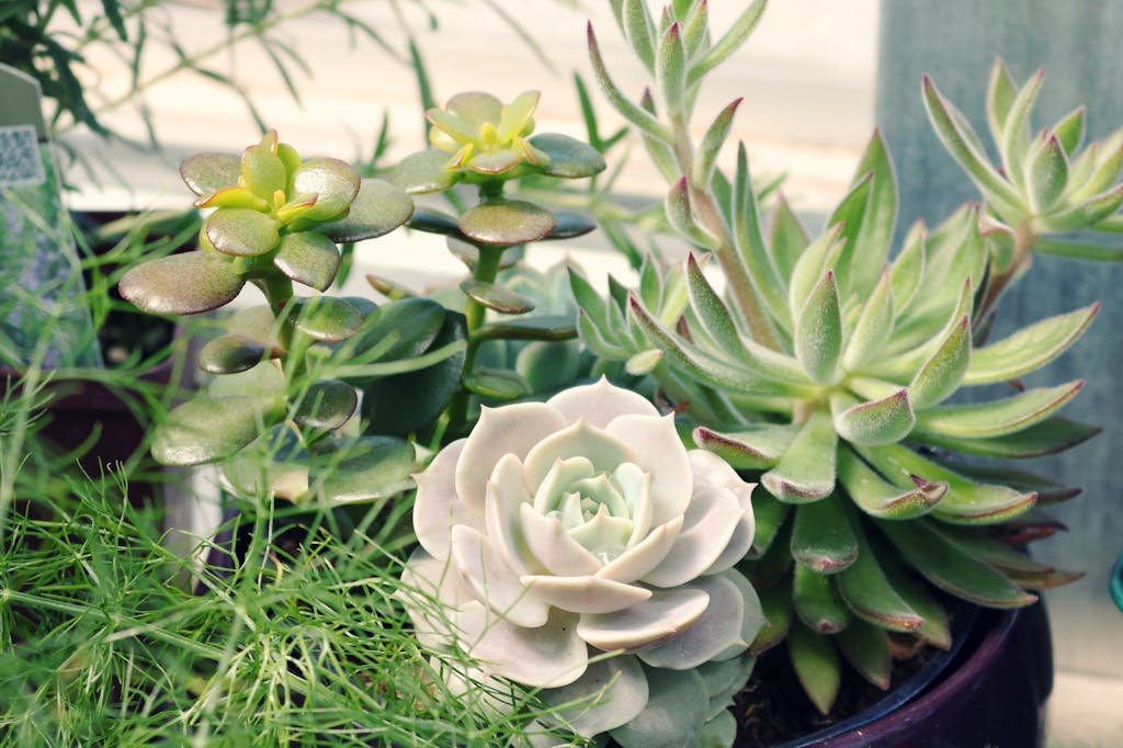 Echeveria Guide: Everything You Need to Know 7 A diverse mix of vibrant succulent plants displayed in a decorative pot, capturing lush growth.