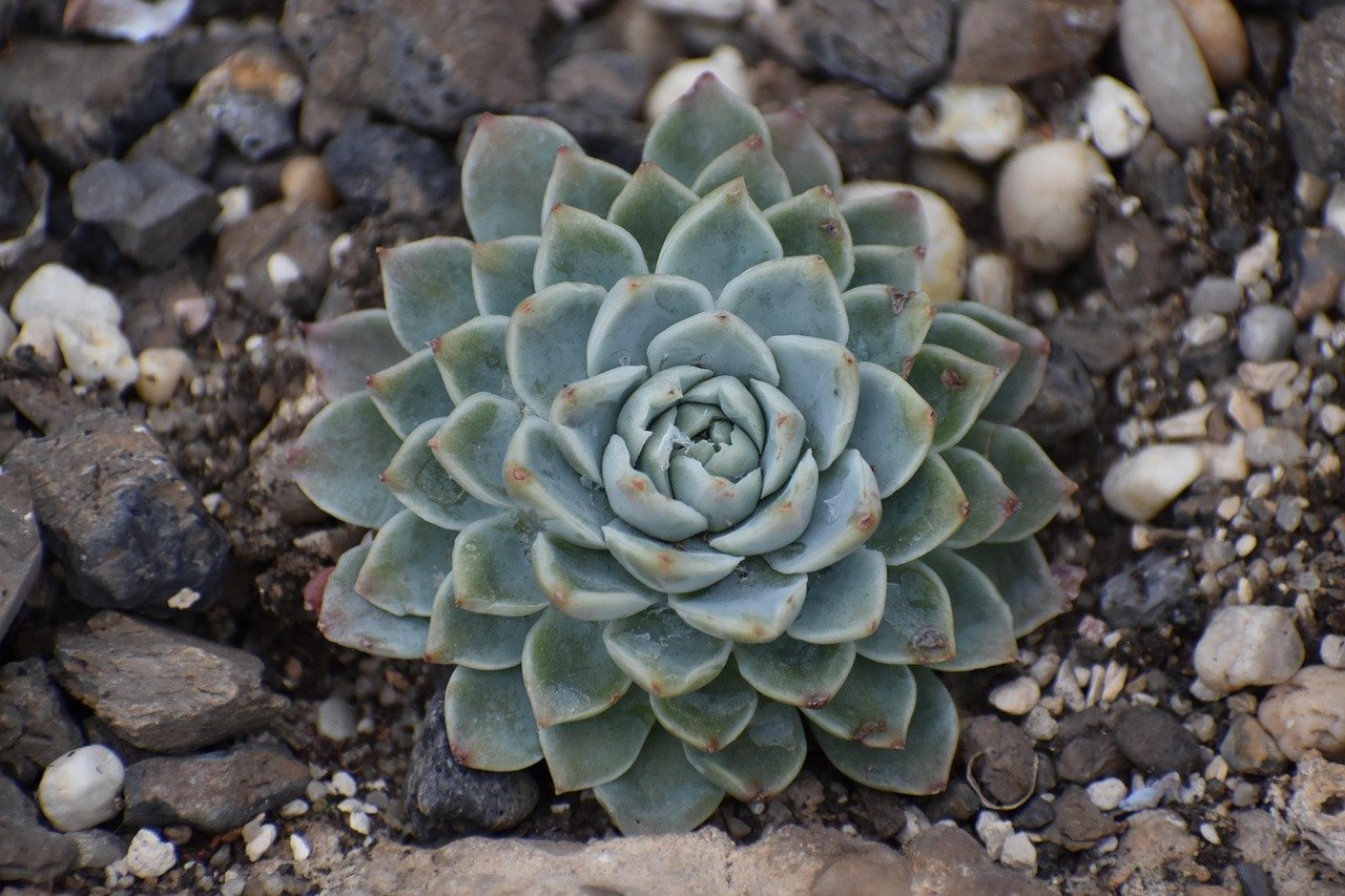 Echeveria Guide: Everything You Need to Know 1 echeveria