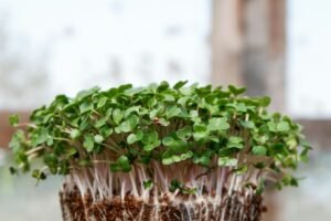 growing sprouts using a sprouting tray