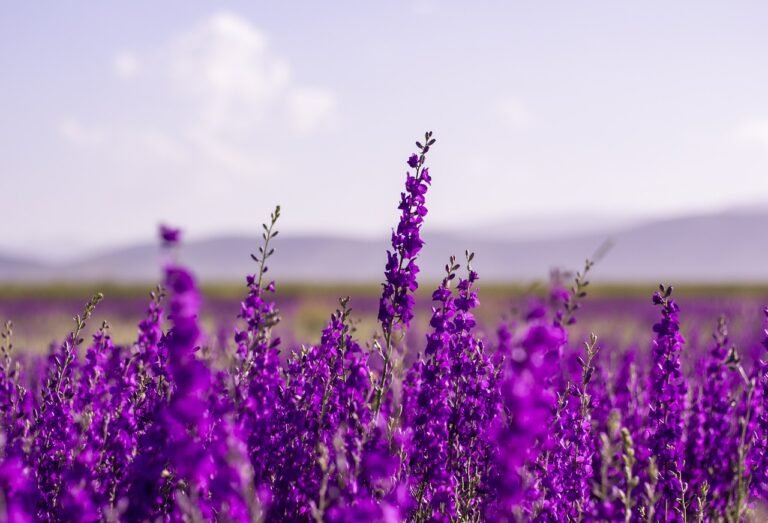 🌿 9 Beautiful Plants That Naturally Repel Mosquitoes 1 lavender