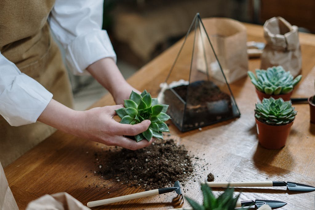 Echeveria Guide: Everything You Need to Know 5 Person arranging succulents and soil in a terrarium on a wooden table indoors.