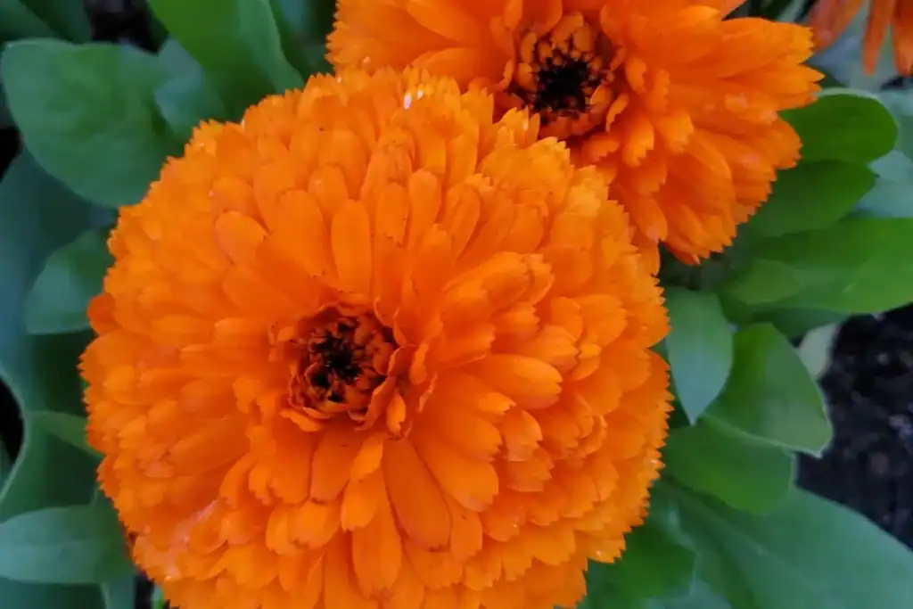 pot marigold