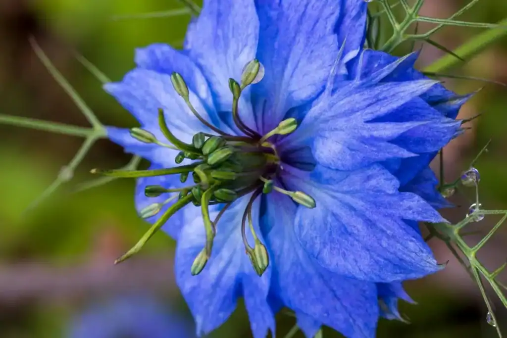 Nigella 'Love in a mist'