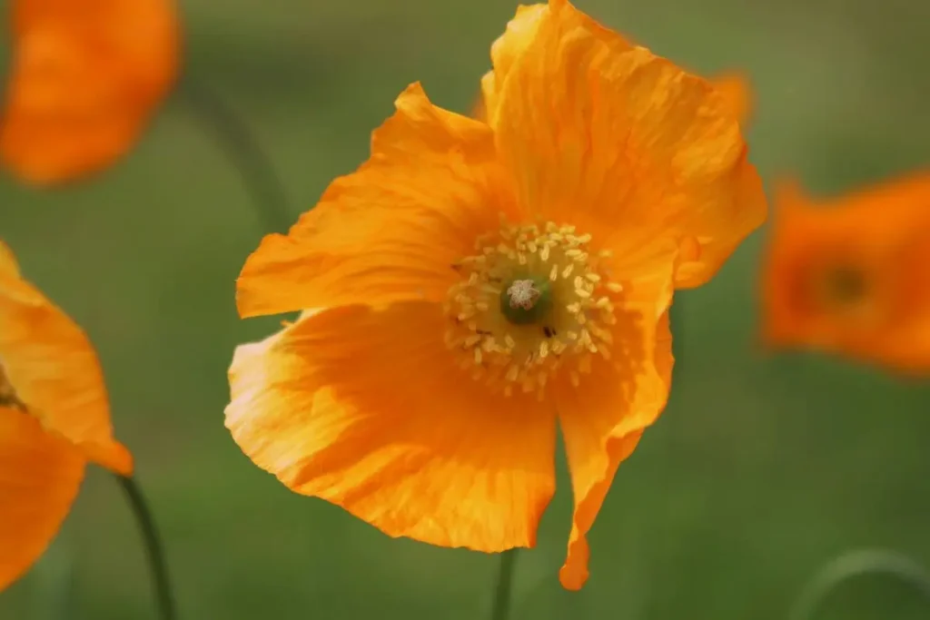 self-seeding plants californian poppy