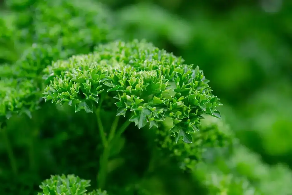 parsley self seeding