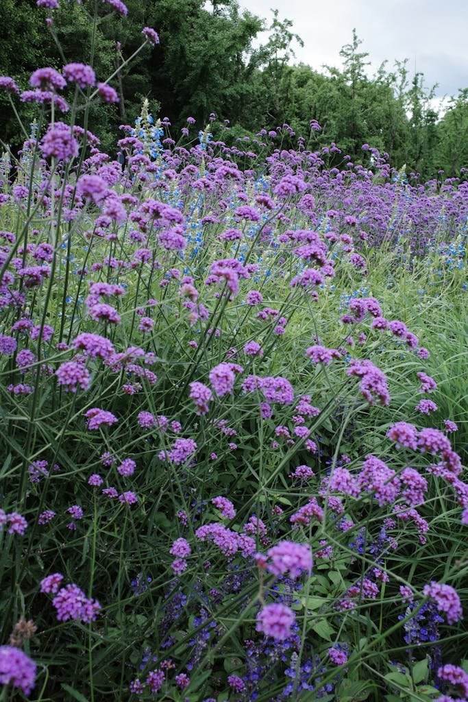 Home 11 A lush field of purple verbena flowers in full bloom, showcasing nature's vibrant colors in summer.
