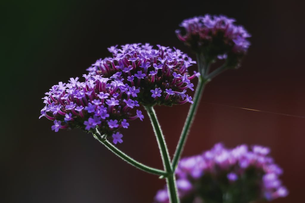 Close-up of vivid purple verbena flowers with delicate petals, showcasing natural beauty.