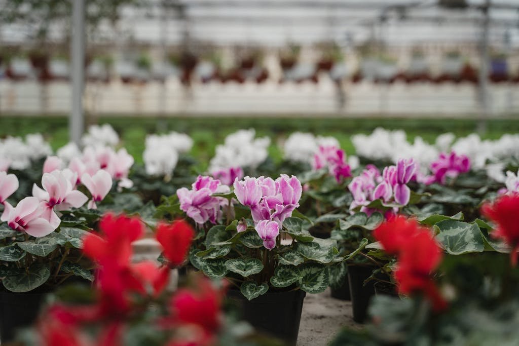 🌿 9 Beautiful Plants That Naturally Repel Mosquitoes 2 floral plants mosquito repellant
