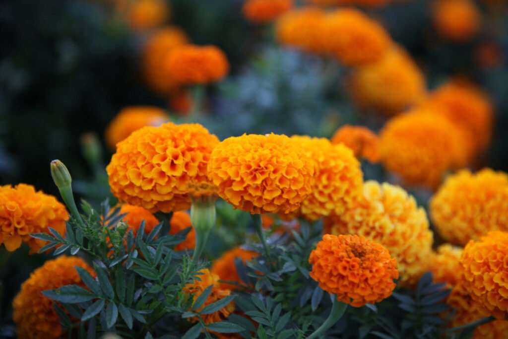 🌿 9 Beautiful Plants That Naturally Repel Mosquitoes 6 MARIGOLD
