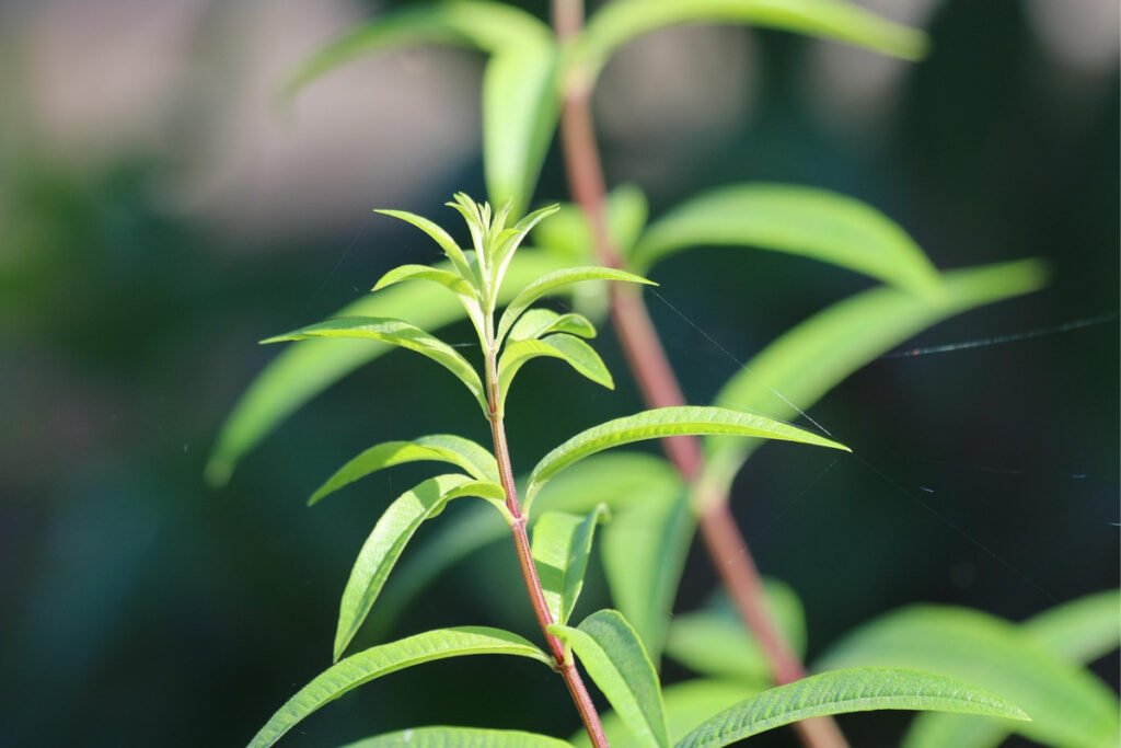 🌿 9 Beautiful Plants That Naturally Repel Mosquitoes 11 lemongrass repel mosquito