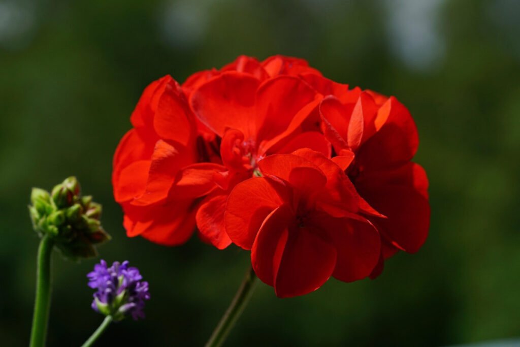 🌿 9 Beautiful Plants That Naturally Repel Mosquitoes 14 geranium